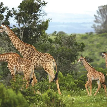 Kariega Game Reserve Main Lodge Kenton on Sea Exterior photo